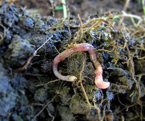 Earthworms soak up heavy metal