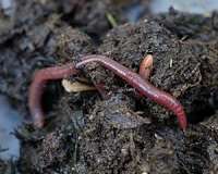 Earth's soils could play key role in locking away greenhouse gases