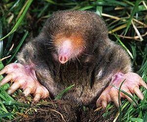 Evidence that at least one mammal can smell in stereo