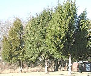 Red cedar tree study shows that Clean Air Act is reducing pollution, improving forests