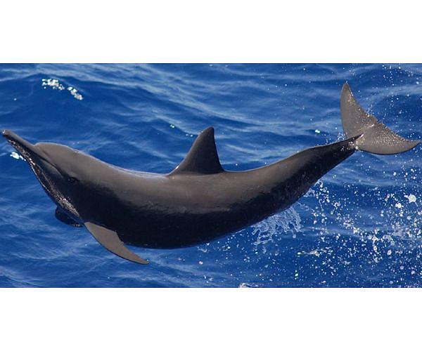 Dolphins slow their hearts down to avoid 'the bends'