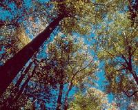 Forest canopies buffer against climate change