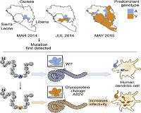 Ebola adapted to better infect humans during 2013-2016 epidemic
