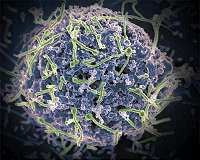 New universal Ebola vaccine may fight all four virus species that infect humans
