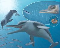 Researchers name new fossil whale with high frequency hearing