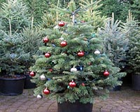 Canadian firms tout 'green' Christmas trees