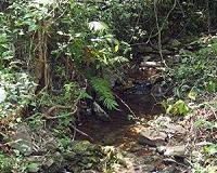 Asia faces huge challenges for trees, farmers and food supply
