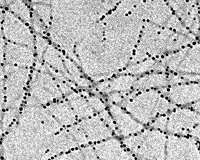 A novel form of iron for fortification of foods