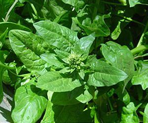 Dartmouth-led team discovers how plants avoid sunburn