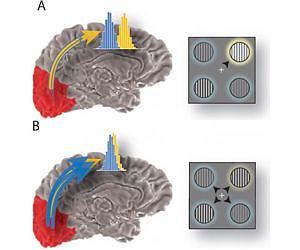 How our brains keep us focused