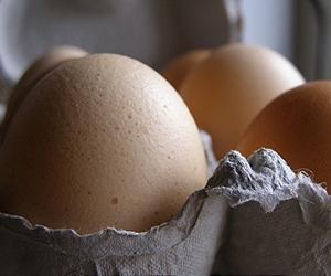 Free-range eggs: Not as healthy as regular