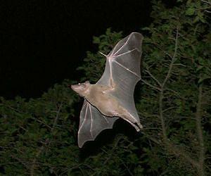 Bats, Dolphins, and Mole Rats Inspire Advances in Ultrasound Technology