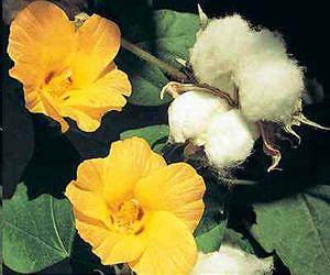 Tree Nut Research May Unexpectedly Lead to Medical Advances