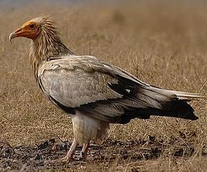 Could the ways animals regenerate hair and feathers lead to clues to restore human fingers and toes?