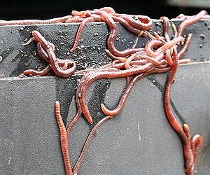Greenhouse Gas Reduction Strategy May Be Safe for Soil Animals
