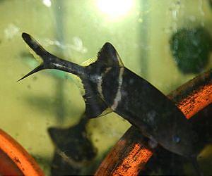 Jump in communication skills led to species explosion in electric fishes