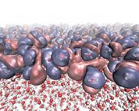Quantum model reveals surface structure of water