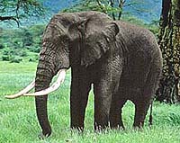 Satao, Kenya's beloved elephant, slaughtered by ivory poachers