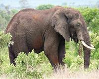 Elephant killings in Africa outpace births: study