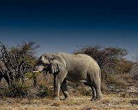 Desert elephants pass on knowledge - not mutations - to survive