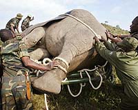 Indonesian Environmental Groups Launch Action To Curb Elephant Rampages