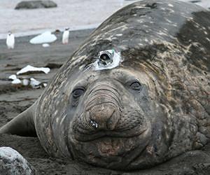 Ocean warming causes elephant seals to dive deeper