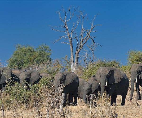 Botswana's mass elephant deaths caused by bacteria: govt
