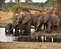 Nigeria bets on elephants and warm springs to lure tourists