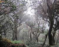 The global tree restoration potential