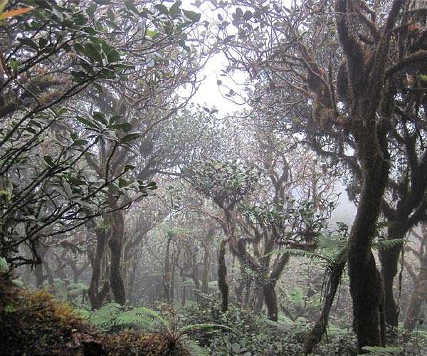 In Costa Rica, climate change threatens 'cloud forest'