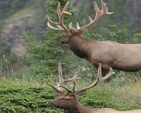 Elk keep antlers through the winter to deter wolf attacks