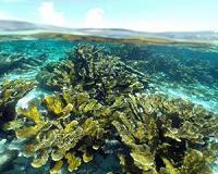 Response to environmental change depends on variation in corals and algae partnerships