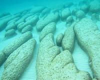 Modern microbial ecosystems provide window to early life on Earth