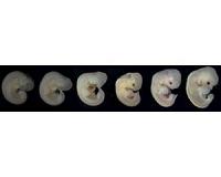 Before nature selects, gene networks steer a course for evolution