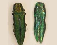 Emerald ash borer continues to move north