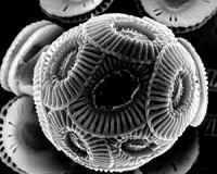 Not all phytoplankton in the ocean need to take their vitamins