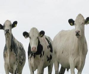 Emotions Help Animals To Make Choices