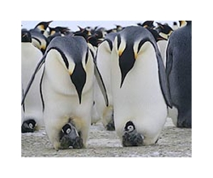 Penguins aplenty in Antarctica, satellite map shows