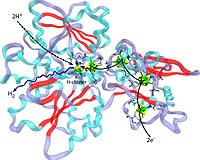 Outlook Bright For Hydrogen Biofuel Cell