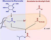 Synthetic biology used to engineer new route to biochemicals