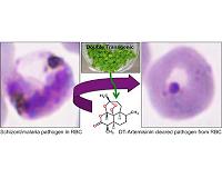 Tobacco plants engineered to manufacture high yields of malaria drug