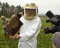 Decimation Of Bee Colonies Has Various Possible Causes