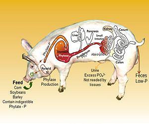 Scientists improve transgenic 'Enviropigs'