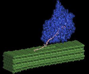 Novel cellulose structure requires fewer enzymes to process biomass to fuel