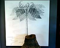 Mystery Of Oldest Trees Unraveled