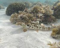 Sheltering habits help sharks cope with acid oceans