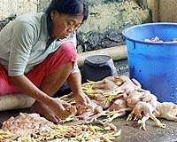 Global Partnerships Fight Avian Flu