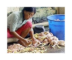 Two Cambodians die from bird flu: WHO