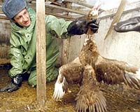 Bird Flu Damages EU Economies