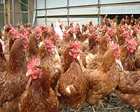 Poultry industry may need genetic restock